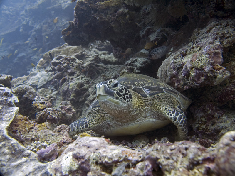 Turtle, Barracuda Point
